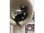 Adopt Pigfish a All Black Domestic Shorthair / Domestic Shorthair / Mixed cat in