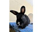 Adopt Milly a Dwarf / Mixed rabbit in Vancouver, BC (38559878)