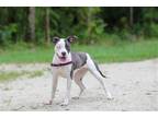 Adopt Jenny Girl a White - with Gray or Silver Catahoula Leopard Dog / Mixed dog