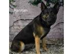 Adopt Hannah a German Shepherd Dog