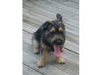 Adopt Bean a Black - with Gray or Silver Cairn Terrier / German Shepherd Dog /