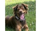 Adopt Linkin Park a Australian Shepherd / Mixed dog in Shawnee, KS (38509078)