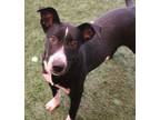 Adopt Poppy a Black Mixed Breed (Medium) / Mixed dog in Farmington