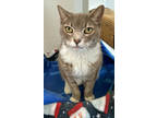 Adopt Violet a Gray or Blue Domestic Shorthair / Domestic Shorthair / Mixed cat