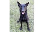Adopt Tazo a Black German Shepherd Dog / Mixed dog in RIDGELAND, SC (38613240)