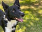Adopt Jasper a White Border Collie dog in Twin Falls, ID (38613778)