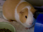 Adopt Azzy a Brown or Chocolate Guinea Pig / Mixed small animal in Virginia