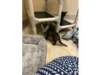 Adopt Naveen a Brown or Chocolate Domestic Shorthair / Domestic Shorthair /