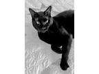 Adopt Wendell (in foster) a All Black Domestic Shorthair / Domestic Shorthair /