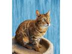 Adopt Simba Bengal a Bengal / Mixed (short coat) cat in San Jacinto