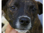 Adopt Will a Brindle Terrier (Unknown Type, Small) / Mixed dog in Toccoa