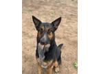 Adopt Dow K3 6/14/23 a Black German Shepherd Dog / Mixed dog in San Angelo