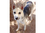 Adopt Ham K115 6/21/23 a Black Shepherd (Unknown Type) / Mixed dog in San