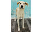 Adopt Toney K31 6/29/23 a Red/Golden/Orange/Chestnut Labrador Retriever / Mixed
