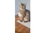 Adopt Eloise a All Black Domestic Shorthair / Domestic Shorthair / Mixed cat in