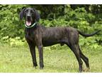 Adopt Miles a Black Hound (Unknown Type) / Mixed dog in Cashiers, NC (38361024)
