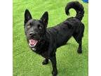 Adopt Cosh a Black German Shepherd Dog / Mixed Breed (Medium) / Mixed dog in