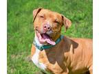 Adopt Toffee a Tan/Yellow/Fawn Pit Bull Terrier / Mixed Breed (Medium) / Mixed