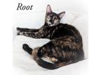 Adopt Root a Brown or Chocolate Domestic Mediumhair / Mixed cat in Fort