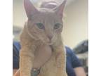 Adopt Buddy a Orange or Red Domestic Shorthair / Mixed cat in Philadelphia