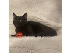 Adopt Blackjack a All Black Domestic Shorthair / Mixed cat in Lantana