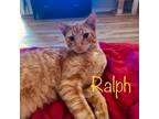 Adopt Ralph a Orange or Red Domestic Shorthair / Mixed cat in Lantana
