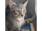 Adopt Apollo a Brown or Chocolate Domestic Shorthair / Mixed cat in Lantana