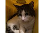 Adopt Jake a All Black Domestic Shorthair / Mixed cat in Sherman, NY (38395979)