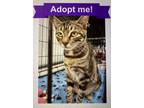 Adopt Tigger a Tiger Striped Domestic Shorthair (short coat) cat in Houston