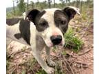 Adopt BASIL* a Pit Bull Terrier, Boxer