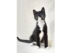 Adopt Toast a Black & White or Tuxedo Domestic Shorthair (short coat) cat in