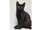 Adopt Sonnet a All Black Domestic Shorthair (short coat) cat in Dublin