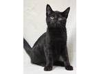 Adopt Haiku a All Black Domestic Shorthair (short coat) cat in Dublin