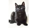 Adopt Bagel a All Black Domestic Shorthair (short coat) cat in Dublin