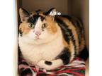 Adopt Allie 23509 a Calico or Dilute Calico Domestic Shorthair / Mixed cat in