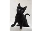 Adopt Limerick a All Black Domestic Shorthair (short coat) cat in Dublin