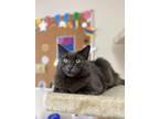 Adopt Stormy a Gray, Blue or Silver Tabby Domestic Longhair cat in Portland
