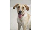 Adopt Jake a White - with Tan, Yellow or Fawn Labrador Retriever / Shepherd