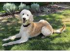 Adopt Kulfi a White Labradoodle / Mixed dog in Creston, CA (38572444)