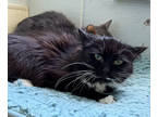 Adopt Junior a All Black Domestic Mediumhair / Domestic Shorthair / Mixed cat in