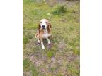Adopt Hannah a Treeing Walker Coonhound / Mixed dog in Darien, GA (38567178)
