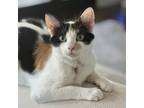 Adopt Stardust Evening a Calico or Dilute Calico Domestic Shorthair / Mixed cat