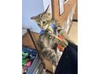 Adopt Dianthus- ADOPTED a Brown or Chocolate Domestic Shorthair / Domestic