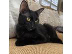Adopt Maisy a All Black Domestic Shorthair / Mixed cat in Lantana, TX (38553090)