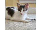 Adopt Daisy a Gray or Blue Domestic Shorthair / Mixed cat in Lantana