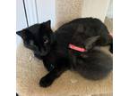 Adopt Jewel a All Black Domestic Shorthair / Mixed cat in Lantana, TX (38553085)