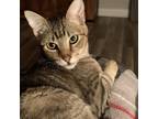 Adopt Sushi a Gray or Blue Domestic Shorthair / Mixed cat in Lantana
