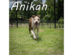 Adopt Anikan a Brindle Mixed Breed (Large) / Mixed dog in Anderson