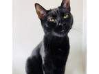 Adopt Mystique a All Black Domestic Shorthair / Mixed cat in Green Bay