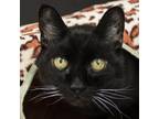 Adopt Moira Rose a All Black Domestic Shorthair / Mixed cat in Middletown